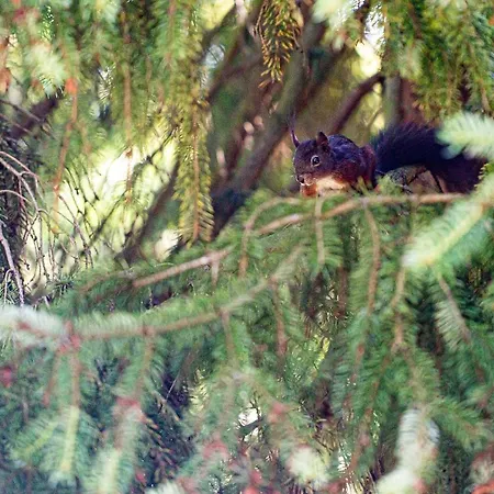 Giesela **** Сasa de vacaciones Wernigerode