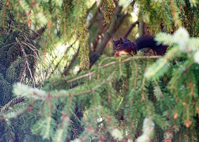 Giesela **** Vakantiehuis Wernigerode